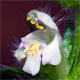Galeopsis tetrahit