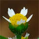 Galinsoga quadriradiata