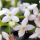 Galium anisophyllon
