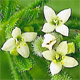 Galium aparine