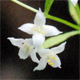 Galium aristatum