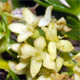 Galium baldense