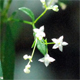 Galium laevigatum