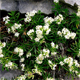 Galium lucidum