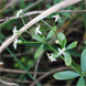 Galium mollugo