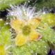 Galium murale