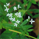 Galium odoratum