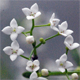 Galium palustre e.