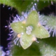 Galium parisiense