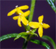 Galium verum