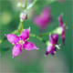 Galium centroniae