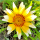 Gazania rigens
