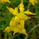 Genista germanica