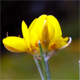Genista radiata