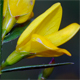 Genista tinctoria