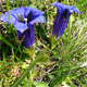 Gentiana acaulis