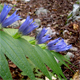Gentiana asclepiadea