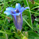 Gentiana clusii