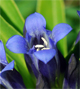 Gentiana cruciata