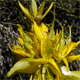 Gentiana lutea