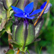 Gentiana utriculosa
