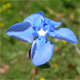 Gentiana verna v.