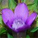 Gentianella anisodonta