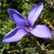 Gentianopsis ciliata