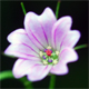 Geranium columbinum