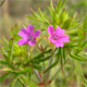 Geranium dissectum