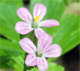 Geranium lucidum