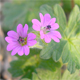 Geranium molle