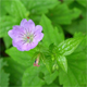 Geranium nodosum