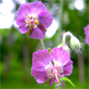 Geranium phaeum l.