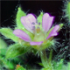 Geranium pusillum