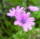 Geranium pyrenaicum