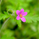 Geranium purpureum