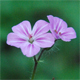Geranium robertianum