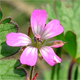 Geranium rotundifolium