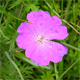 Geranium sanguineum