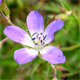 Geranium sylvaticum