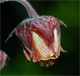 Geum rivale