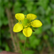 Geum urbanum