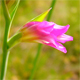 Gladiolus italicus