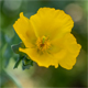 Glaucium flavum