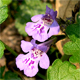 Glechoma hederacea