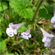 Glechoma hirsuta