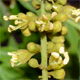 Gleditsia triacanthos