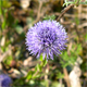 Globularia bisnagarica