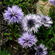 Globularia cordifolia